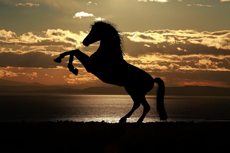 Silhouette in the sunset