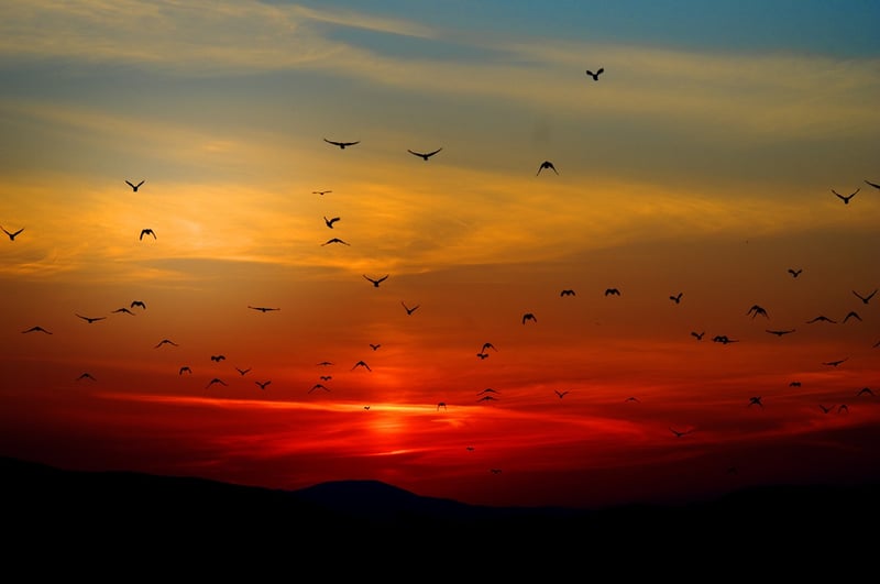 Silhouette at sunset
